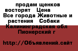 продам щенков восторят › Цена ­ 7 000 - Все города Животные и растения » Собаки   . Калининградская обл.,Пионерский г.